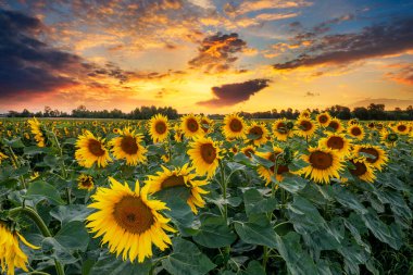 Ayçiçeği tarlasında güzel gün batımı