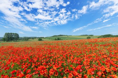 Haşhaş tarlasında güzel bir yaz günü