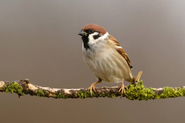 Ağaç Serçesi (Yolcu Montanus) kapat