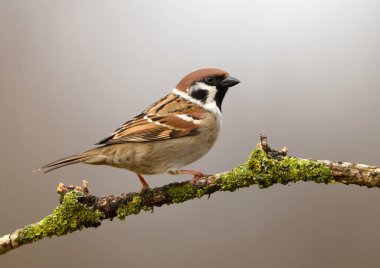 Ağaç Serçesi (Yolcu Montanus) kapat