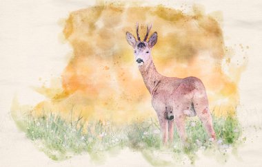 Roe geyik geyiği (Capreolus capreolus) - sulu boya