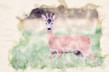 Roe deer young buck (Capreolus capreolus) - sulu boya