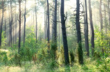 Ormanda güneşli güzel bir sabah