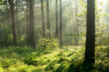 Ormanda güneşli güzel bir sabah