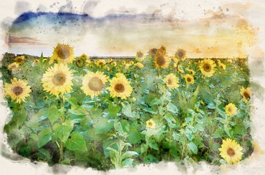 Ayçiçeği tarlasında güzel bir günbatımı - su boyası