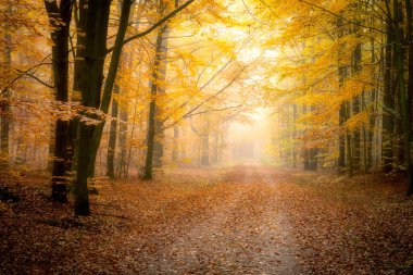 Ormanda güzel bir sonbahar sabahı