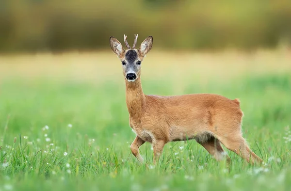 Rådjur Unga Bock Capreolus Capreolus — Stockfoto