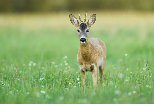 Roe Deer Young Buck Capreolus Capreolus — Stock Photo, Image