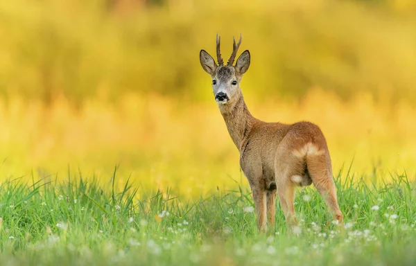 Cerf Virginie Capreolus Capreolus — Photo