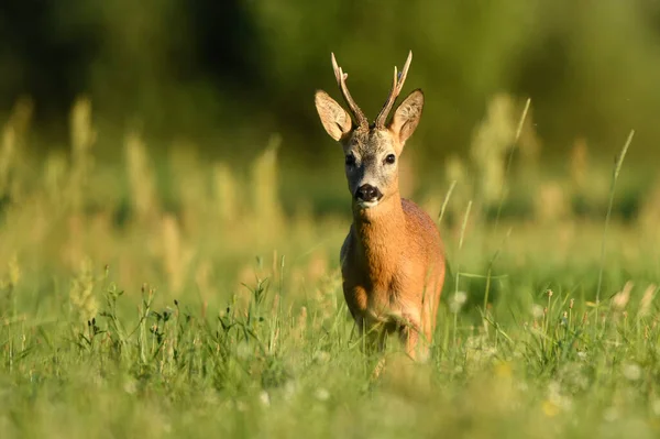 Roe Deer Buck Capreolus Capreolus — Stock Photo, Image