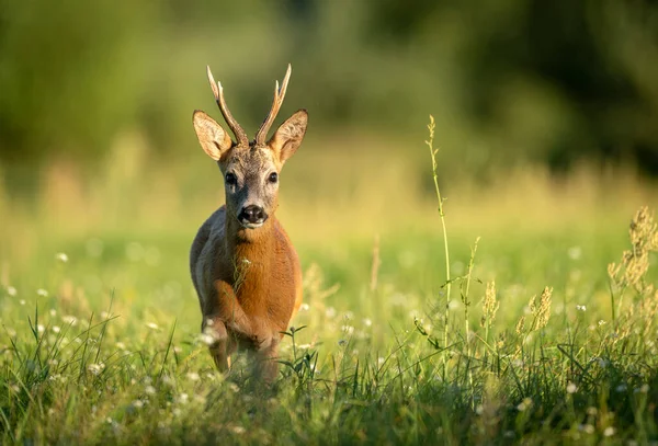 Jikry Jelení Capreolus Capreolus — Stock fotografie