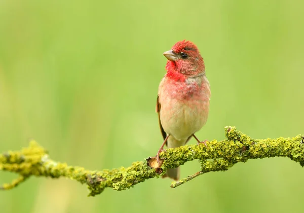 Frequentes Rosefinch Carpodacus Erythrinus Macho — Fotografia de Stock