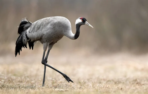 Pássaro Guindaste Comum Grus Grus — Fotografia de Stock