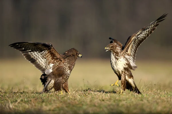 Poiana Comune Buteo Buteo Lotta — Foto Stock