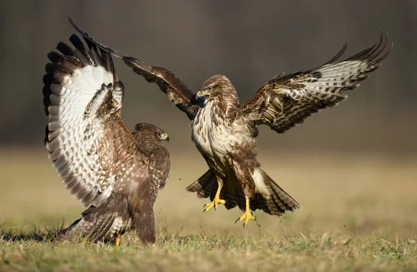 Common Buzzard Buteo Buteo Fight — Stock Photo, Image