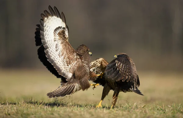 Common Buzzard Buteo Buteo Fight — Stock Photo, Image