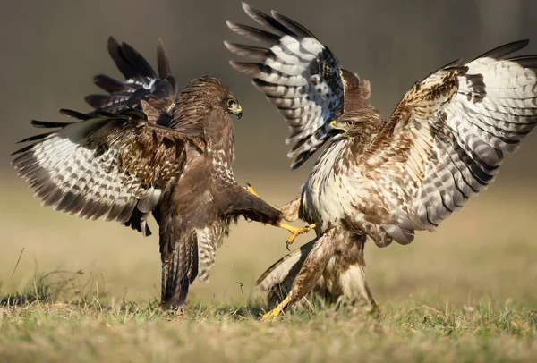 Poiana Comune Buteo Buteo Lotta — Foto Stock