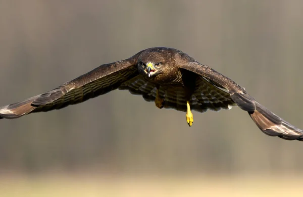 Vanlig Vråk Buteo Buteo — Stockfoto