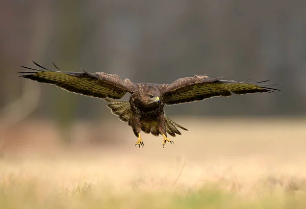 Обыкновенный Канюк Buteo Buteo — стоковое фото