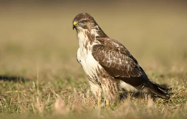 普通秃鹰 Buteo Buteo — 图库照片