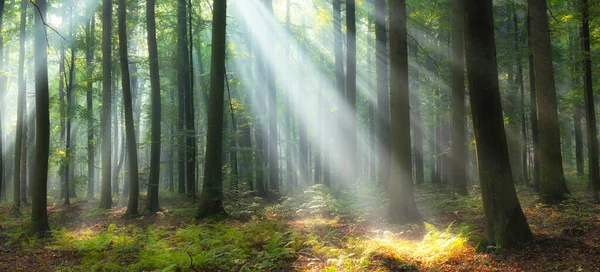 Hermosa Mañana Bosque — Foto de Stock