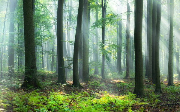 Прекрасное утро в лесу