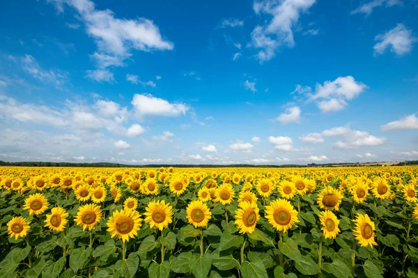 Solrosor Fält Över Blå Molnig Himmel — Stockfoto