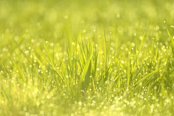 湿った夏の緑の草の背景 — ストック写真