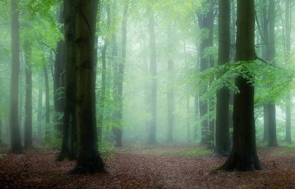 Prachtige Mistige Ochtend Groen Bos — Stockfoto