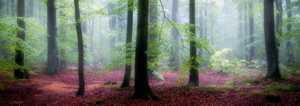 緑の森の中の美しい霧の朝 — ストック写真