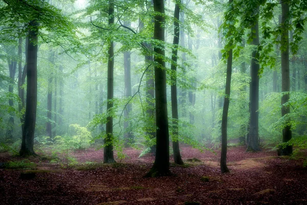 Yeşil Ormanda Güzel Sisli Bir Sabah — Stok fotoğraf