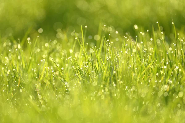 Wet Summer Green Grass Background — Stock Photo, Image