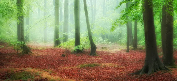 Hermosa Mañana Brumosa Bosque Verde — Foto de Stock