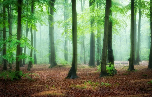 Bela Manhã Nebulosa Floresta Verde — Fotografia de Stock