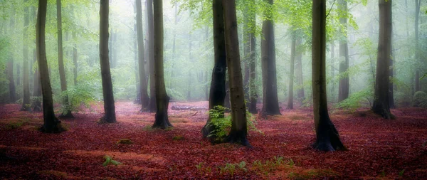 Bela Manhã Nebulosa Floresta Verde — Fotografia de Stock