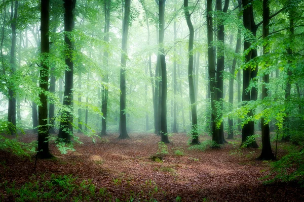 Прекрасний Туманний Ранок Зеленому Лісі — стокове фото
