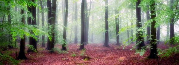 Beautiful Foggy Morning Green Forest — Stock Photo, Image