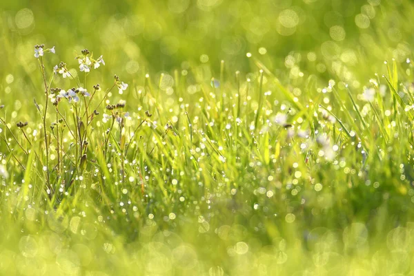 湿った夏の緑の草の背景 — ストック写真