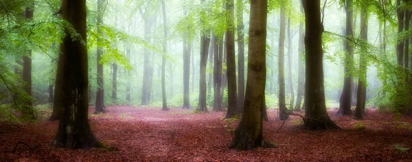 緑の森の中の美しい霧の朝 — ストック写真