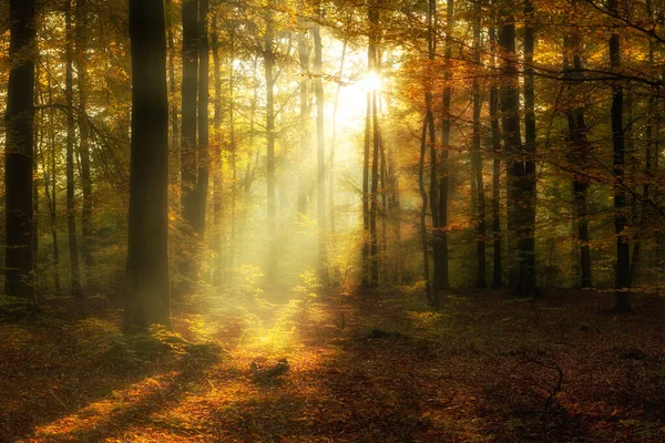 Bela Manhã Nebulosa Floresta Outono — Fotografia de Stock