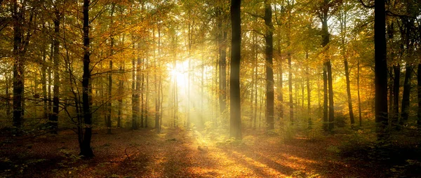 Belle Matinée Dans Forêt Brumeuse Automne — Photo