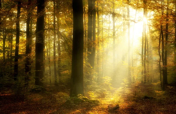 Belle Matinée Dans Forêt Brumeuse Automne — Photo