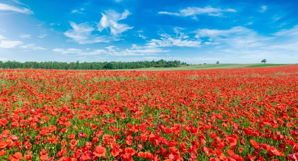 Beautiful Summer Day Poppy Field — Stock Photo, Image