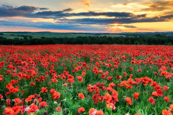 Bellissimo Campo Papavero Durante Tramonto — Foto Stock