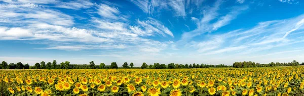 Belo Dia Sobre Campo Girassóis Tiro Panorama — Fotografia de Stock