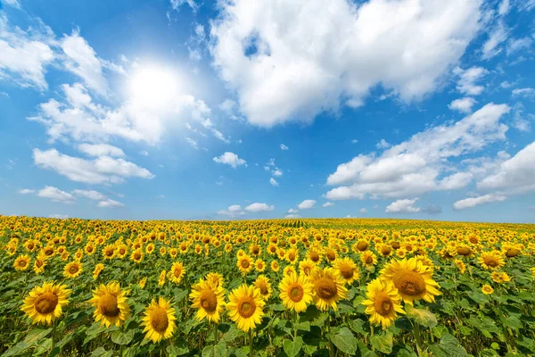 Piękny Dzień Polu Słoneczników — Zdjęcie stockowe