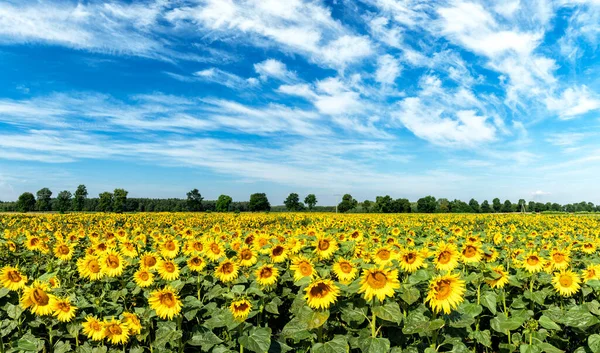 Belo Dia Sobre Campo Girassóis — Fotografia de Stock