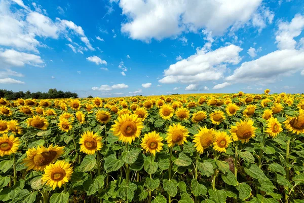 Schöner Tag Über Sonnenblumenfeld — Stockfoto