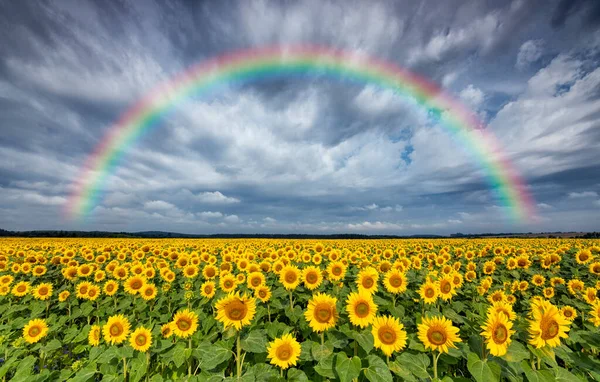 Beautiful Rainbow Sunflowers Field — Stock Photo, Image