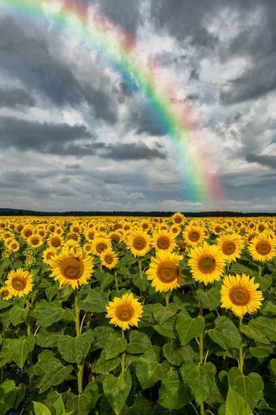 Beautiful Rainbow Over Sunflowers Field Stock Image Everypixel